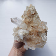 Golden Himalayan Cluster #3