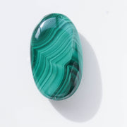 Malachite Palm #3