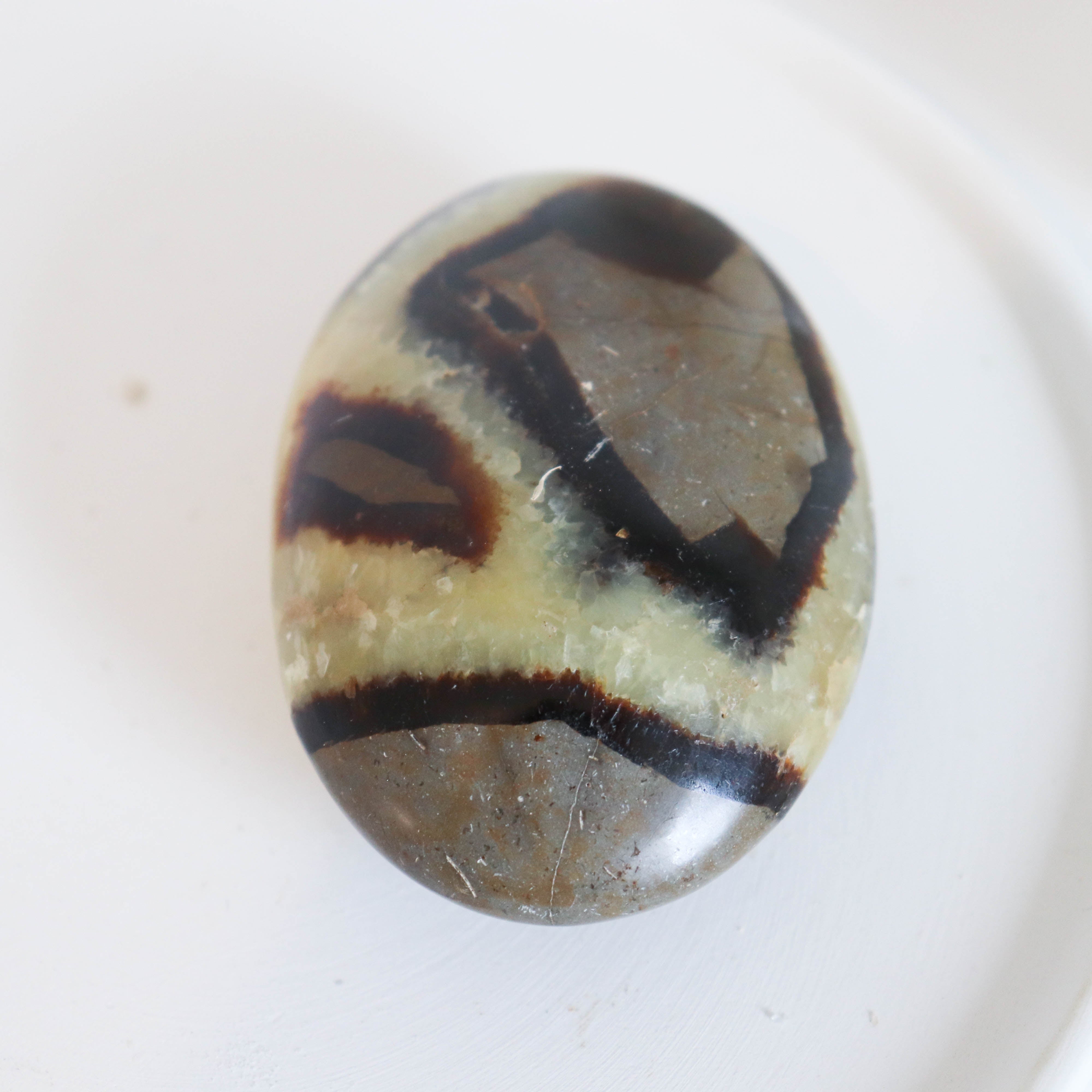 Septerian Palm #180 SALE