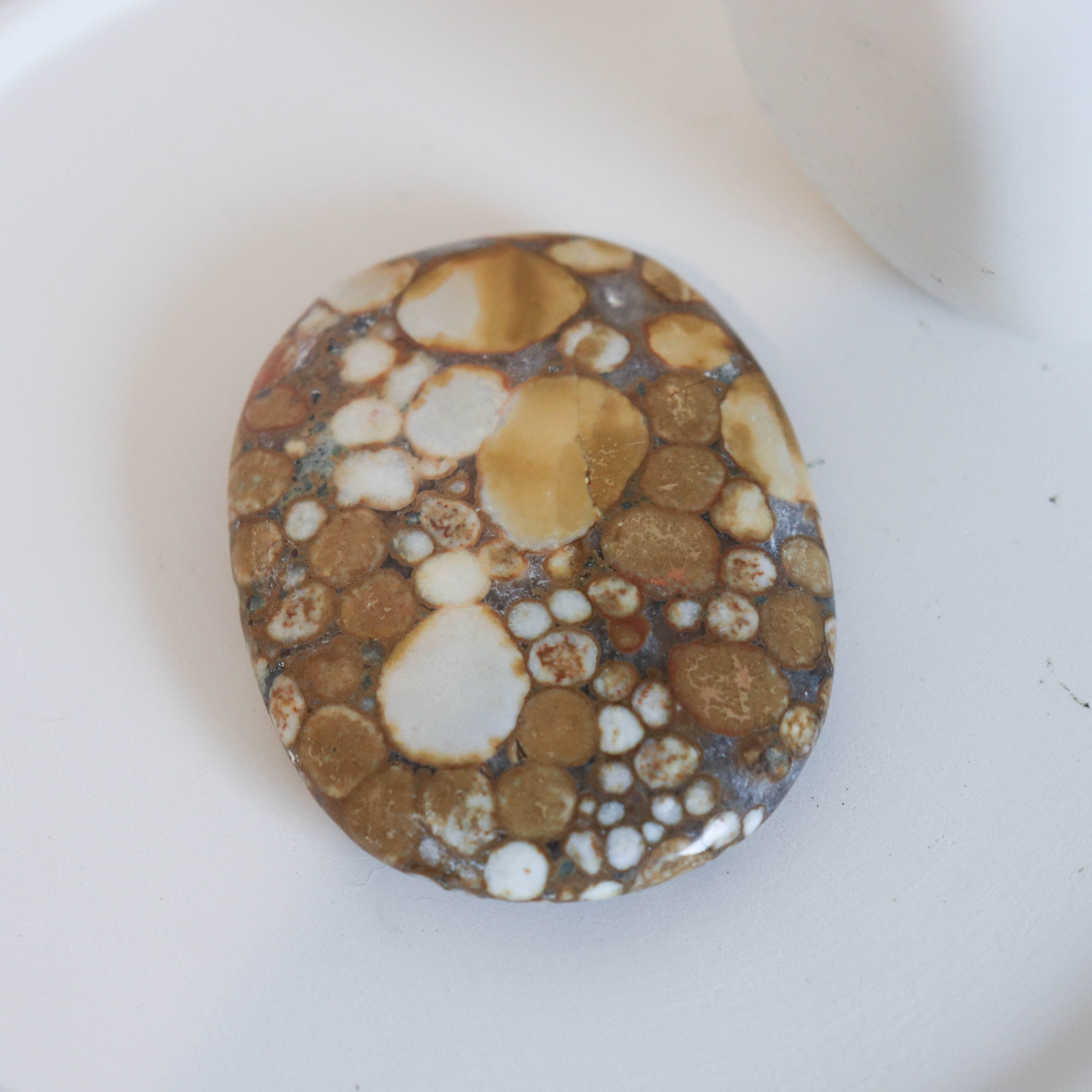 Cobra Jasper Palm #2