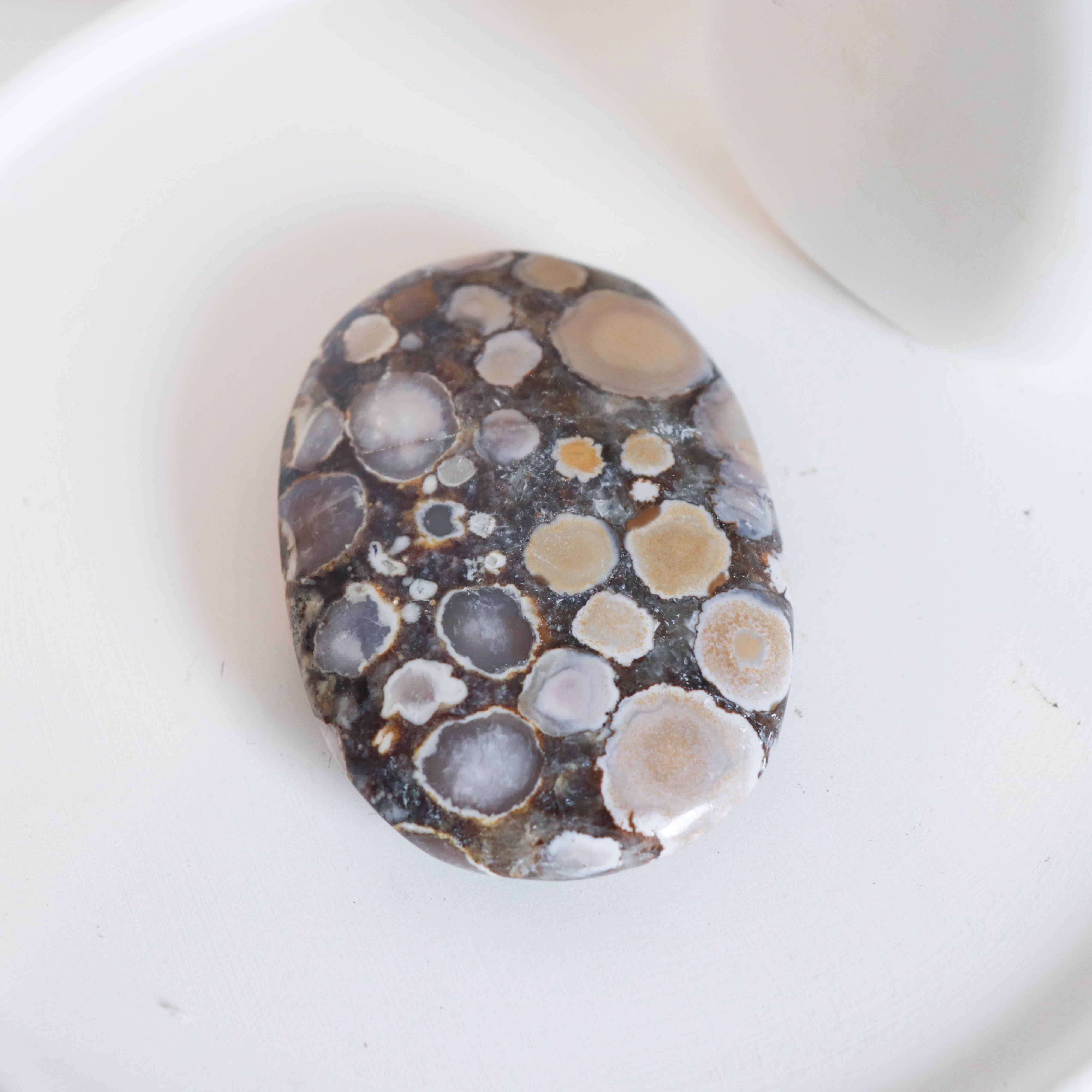 Cobra Jasper Palm #7