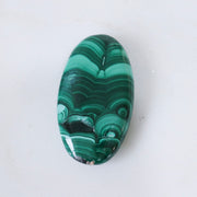 Malachite Palm #2